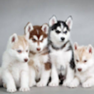 Meet your Posher, Rylin